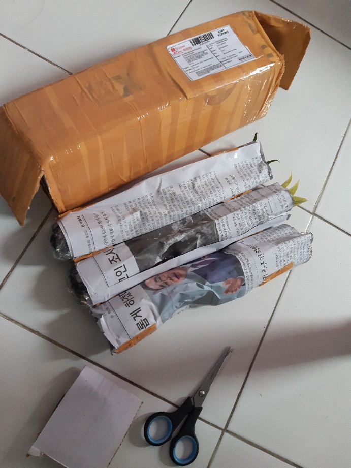 Tanaman Hias Peace Lily Sepatu Phylum Pohon Sepatu Pilem