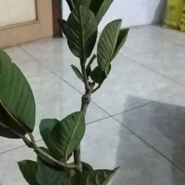 Bibit Jambu Kristal Merah