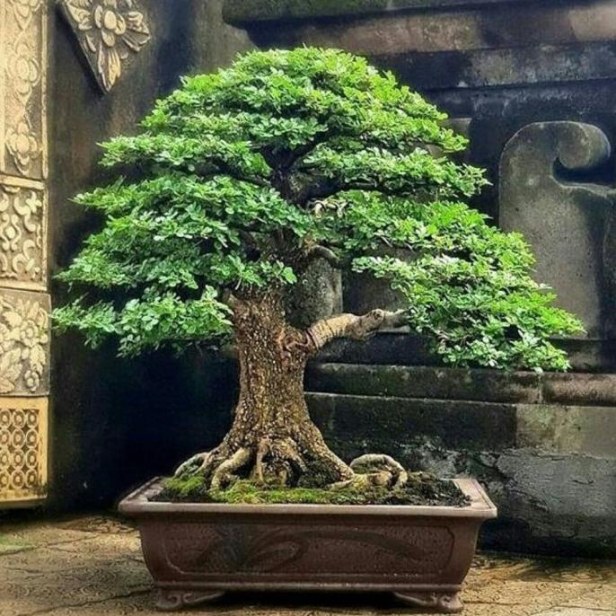 Berisi 500 Biji Benih Bonsai Kawista Batu / Kawista Kerikil Siap Semai