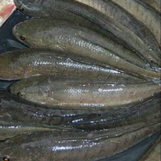 

Ikan Gabus Segar 1 kg - Gerobak Sayur Palembang