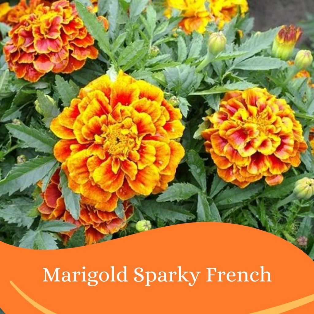 Benih Bunga Marigold Sparky French 50 Biji Haira Seed Shopee Indonesia