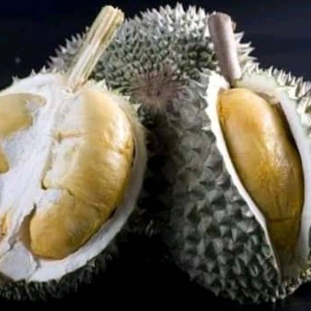 Bibit durian duri hitam