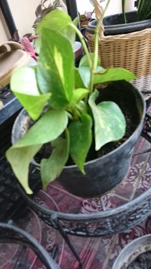 Murah Tanaman Hias Indoor Paperomia Hijau - Jade