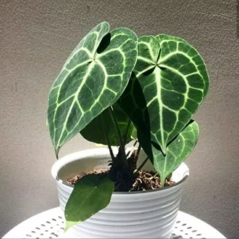 Alocasia Kuping Gajah / Tanaman Hias Indoor