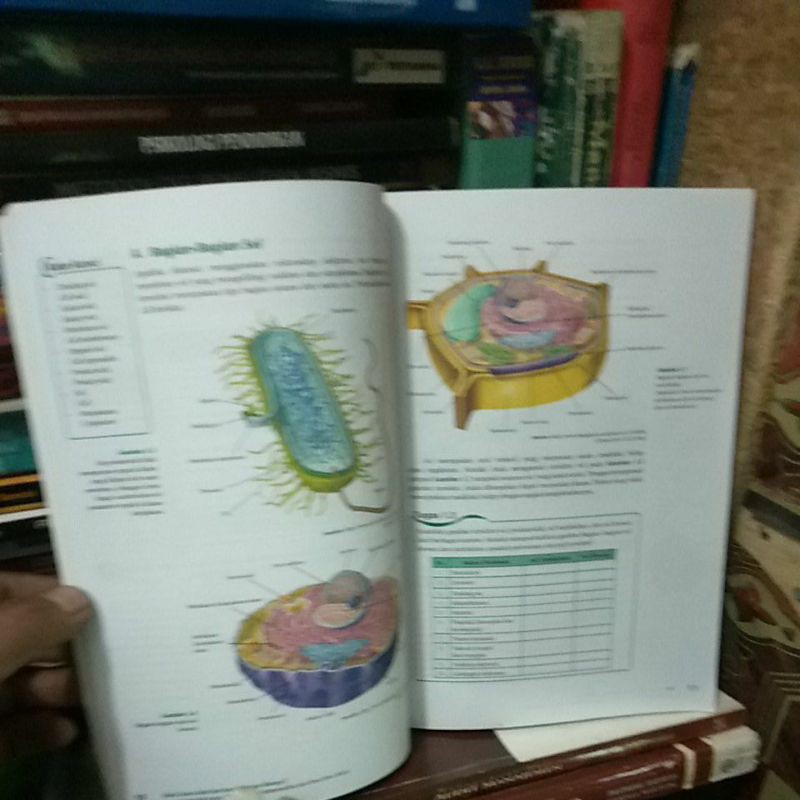 BIOLOGI KELAS 11 /XI/ 2 SMA GRAFINDO REVISI-3