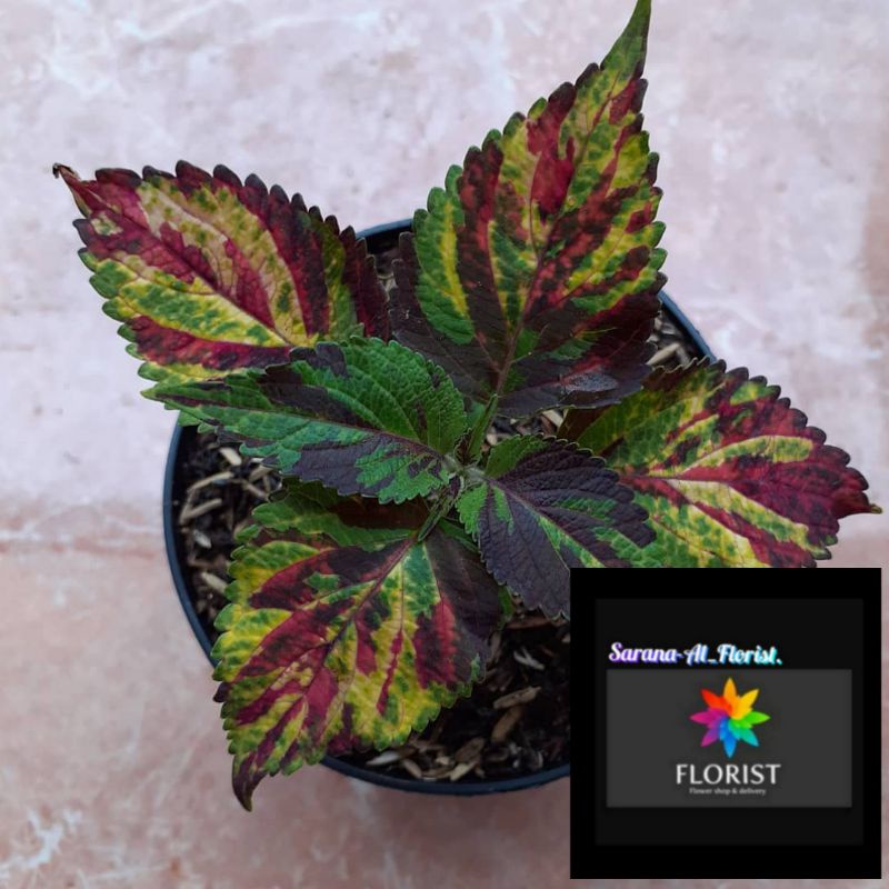 Tanaman hias miana abri