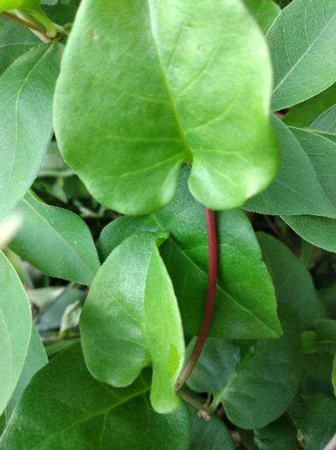 

Daun binahong fresh