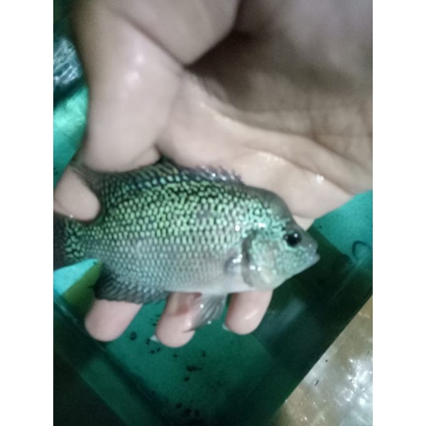 ikan Cencu ukuran 2 jari 5-7cm