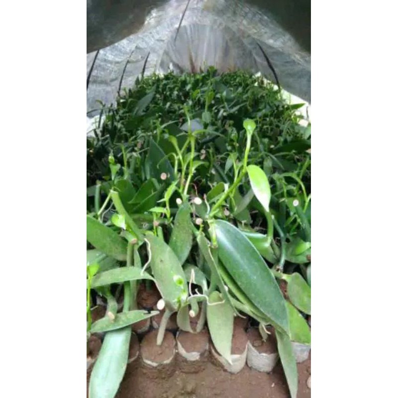 bibit vanili super 1m