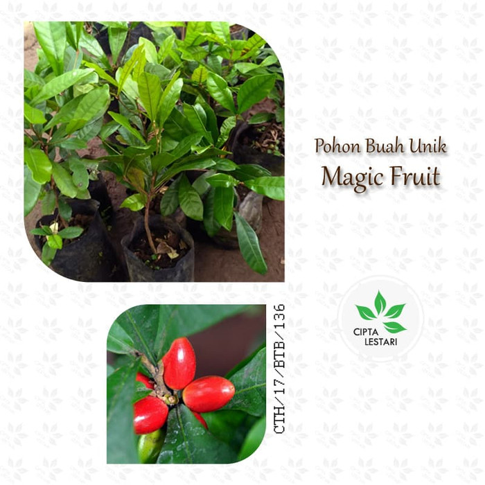 Bibit Pohon Magic Fruit - Buah Ajaib