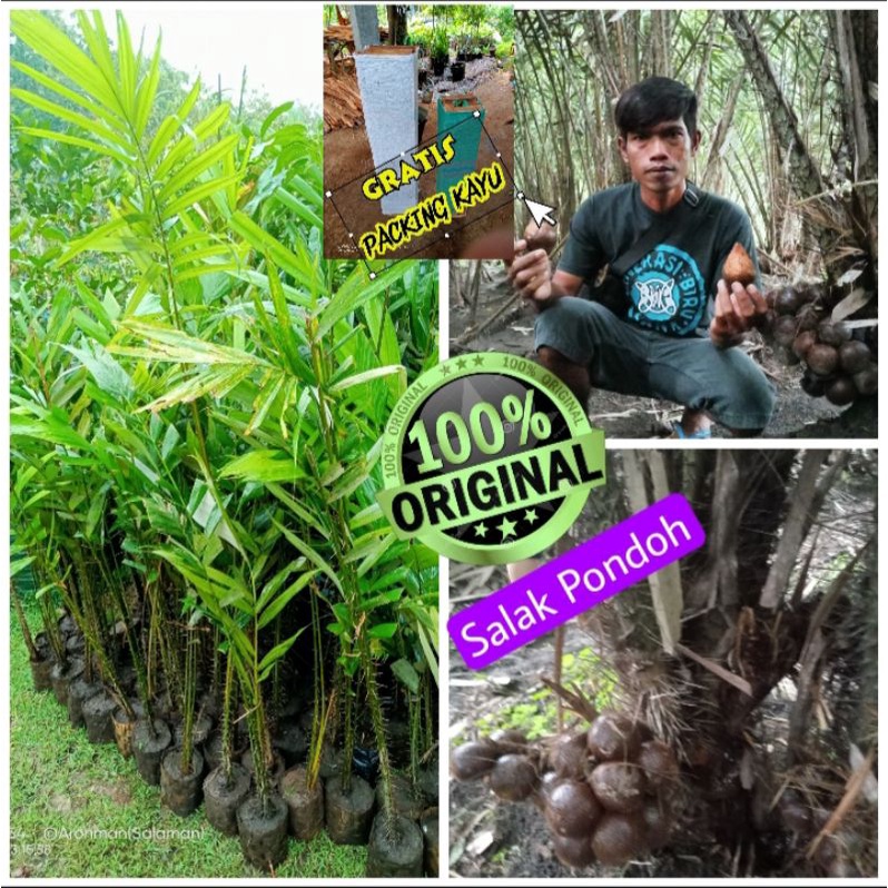 Bibit Salak Madu dan Pondoh hasil cangkok  ( minimal pembelian 50 pohon )