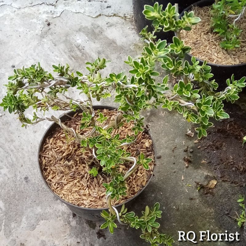 Tanaman Bonsai Mirten