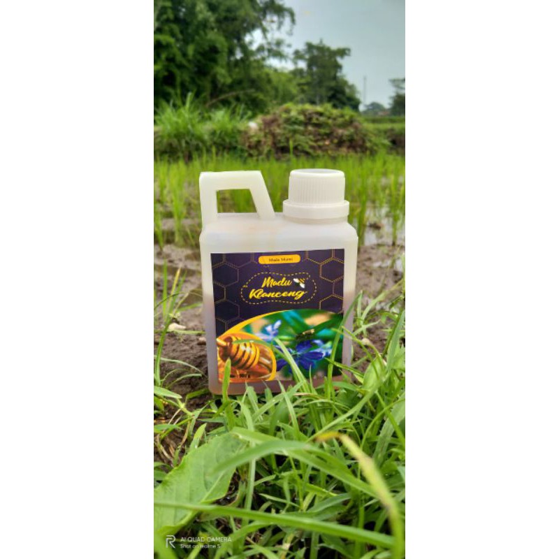 

madu klanceng / kelulut