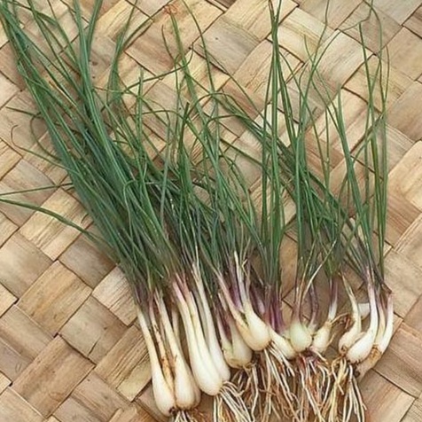 

Lokio 250gr/ Daun Bawang Batak/ Glittering Chives