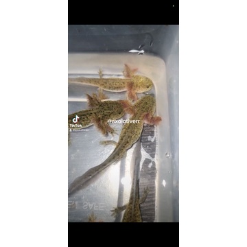 Mainan Salamander Axolotl Light Tiger