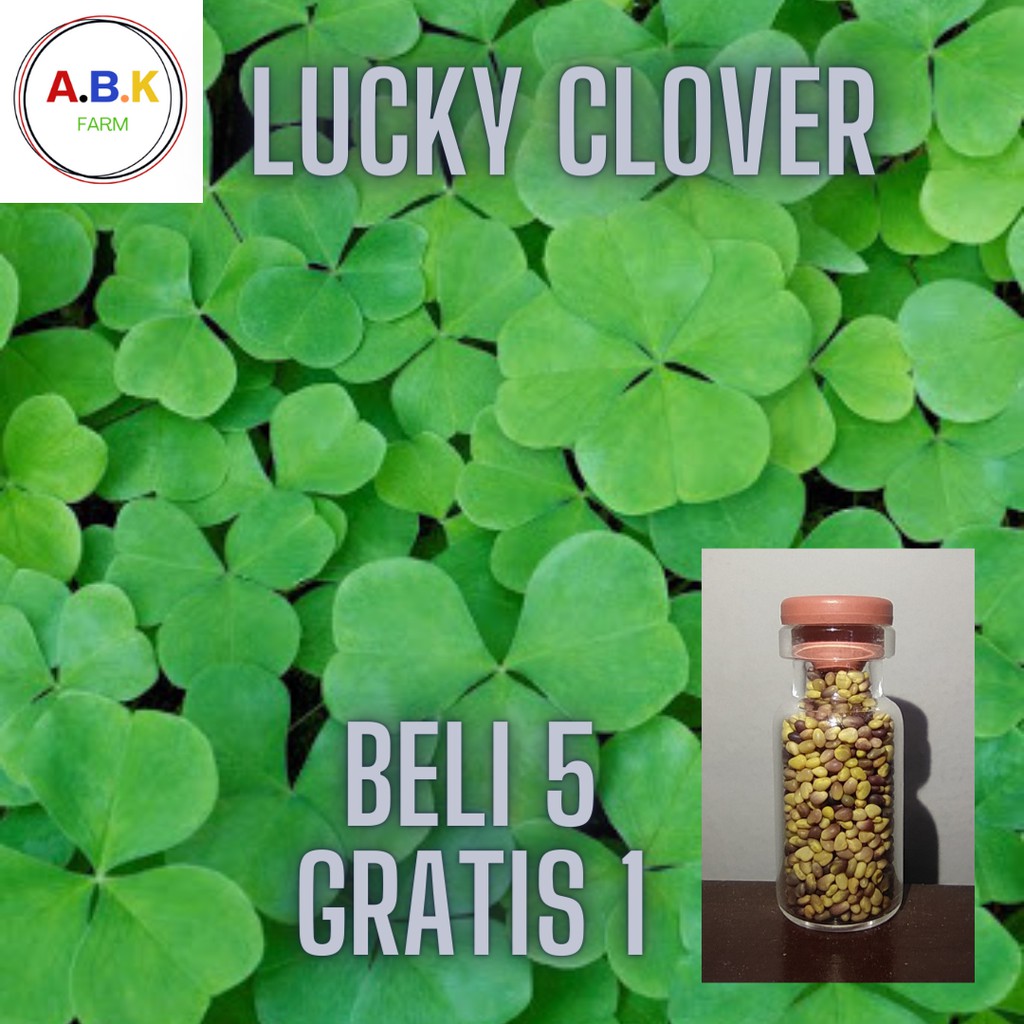 Lucky clover bibit benih tanaman rumput air seed aquascape ...