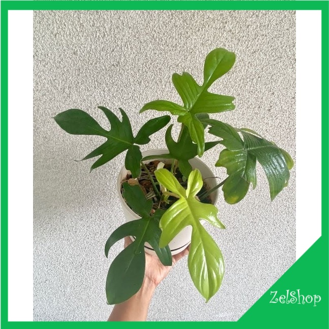 Philodendron Florida Ghost / Philo Florida Ghost Beauty / Philo Merpati / Philo Florida