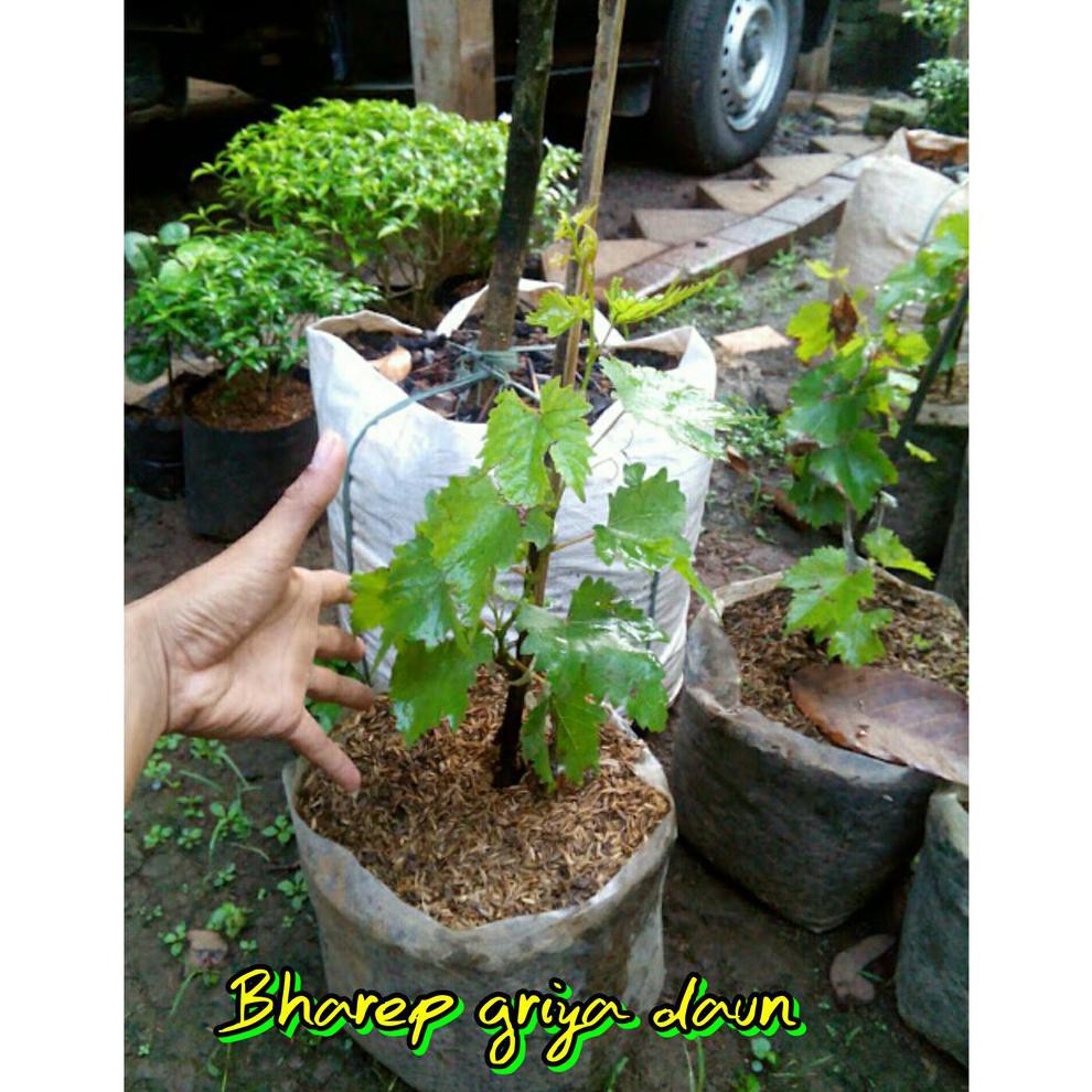 € Bibit Anggur Merah Cangkok @*