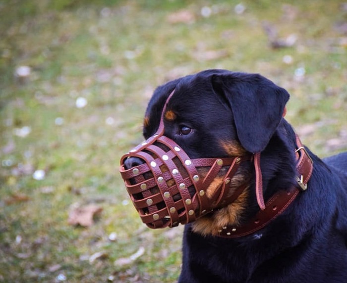 B01 Genuine Leather Large Dog Muzzle Brongsong Anjing Kulit Asli 100%