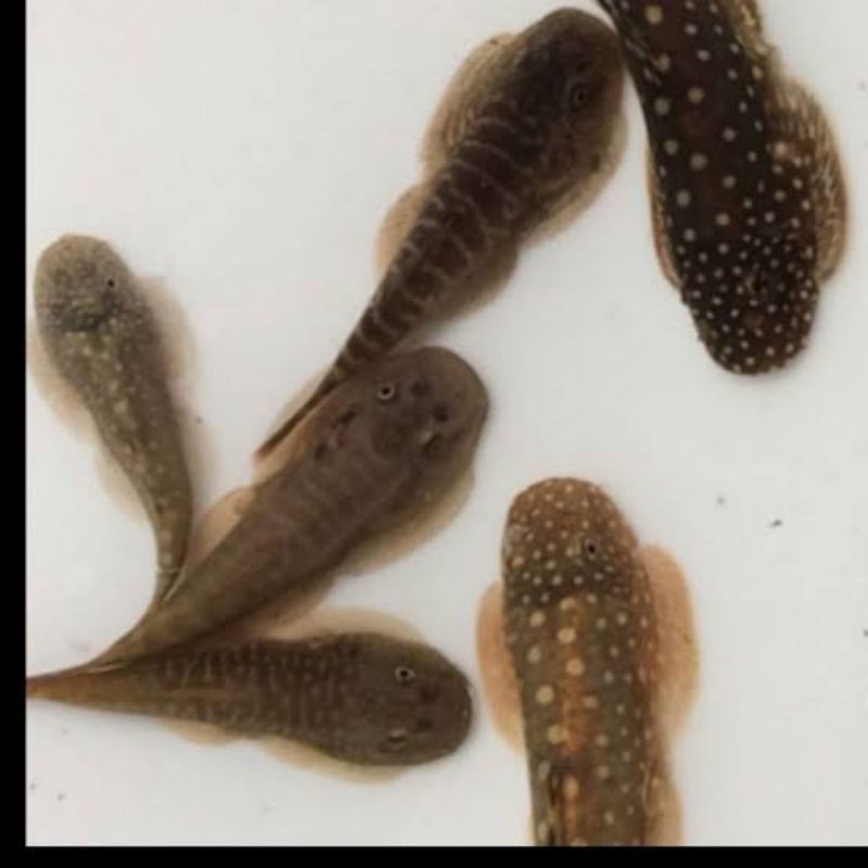 ikan sapu - sapu borneo sucker/ikan pembersih Aquarium