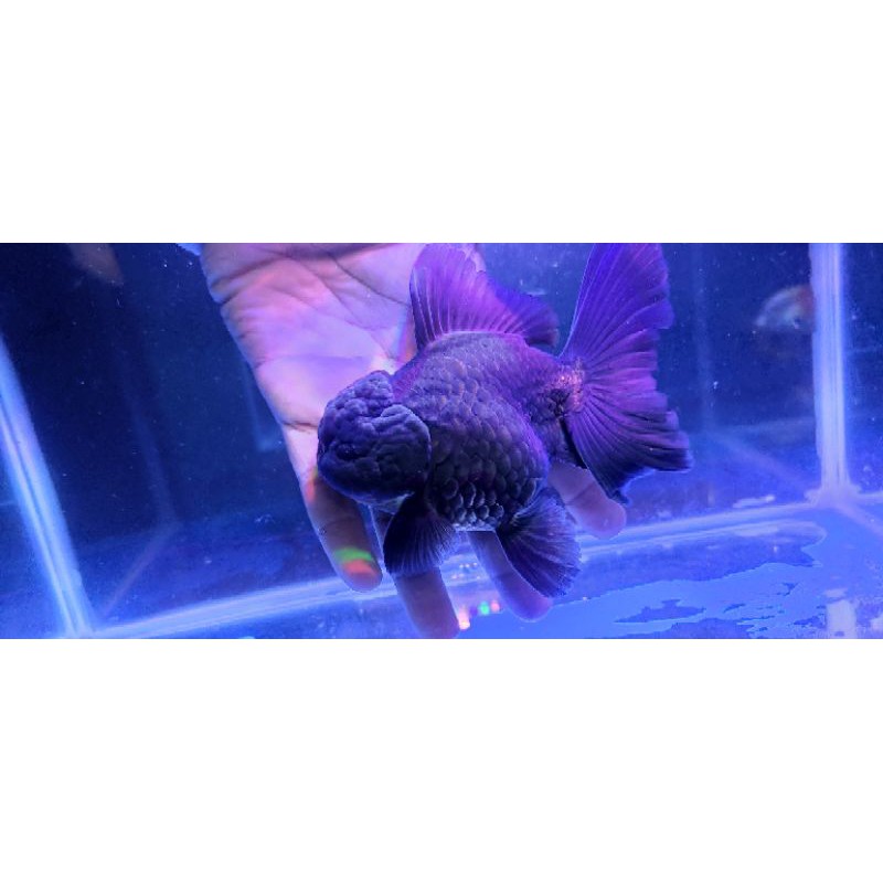 ikan koki oranda black gold