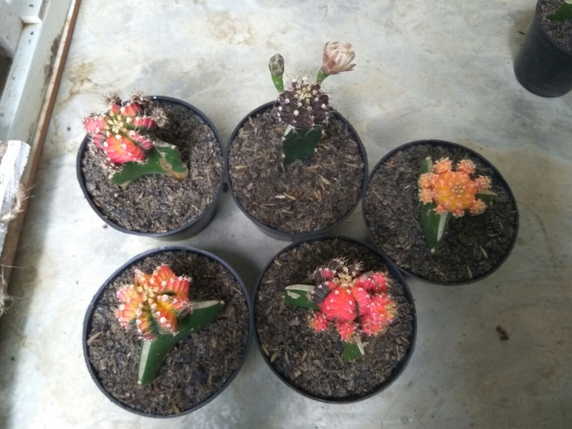 Kaktus Gimno Trikaler Per Pot