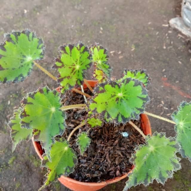 Begonia daun hijau