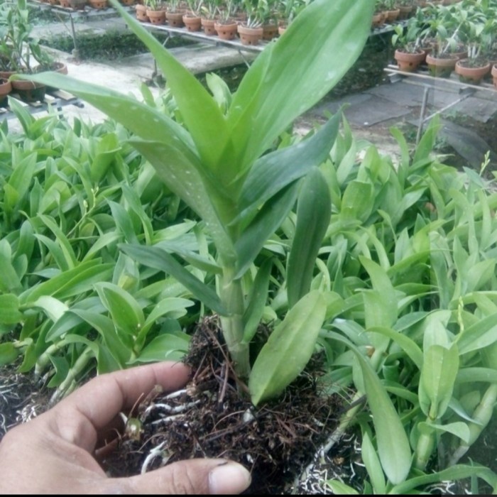 Seedling Anggrek Dendrobium Hybrid Blue Evil - Tanaman Hias Anggrek