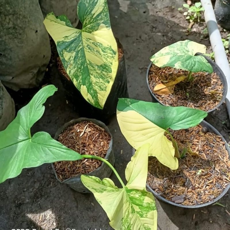 Syngonium Aurea Yellow