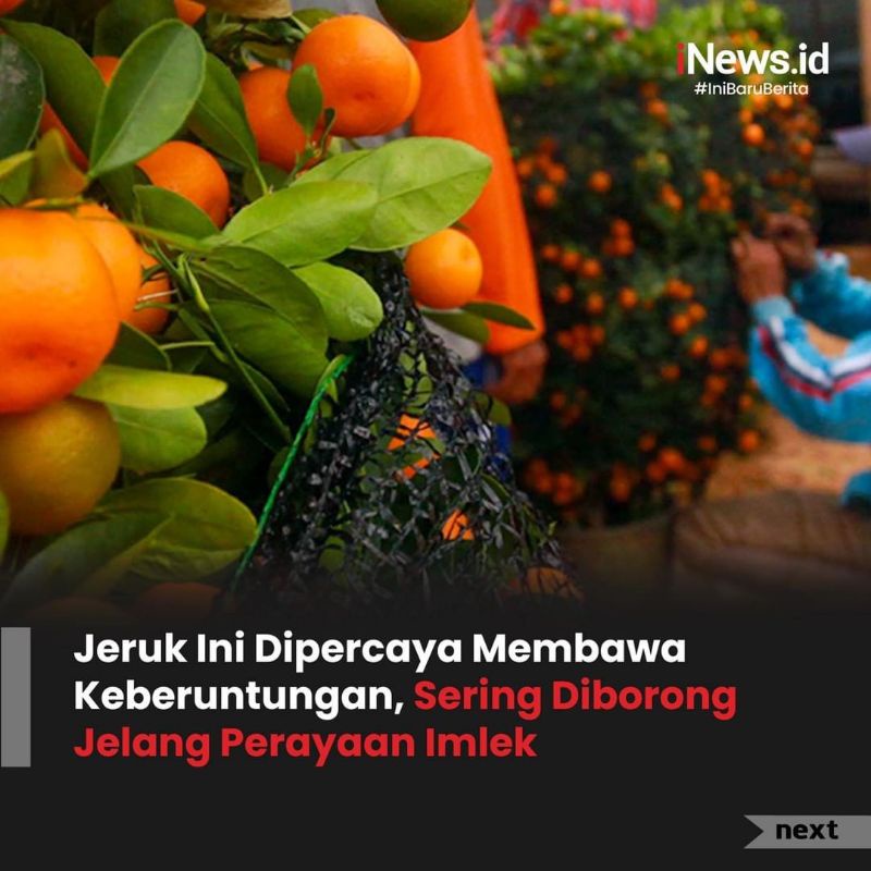 Bibit JERUK KIMKIT MADU sudah BERBUAH /berbunga |bisa ditanam dalam pot