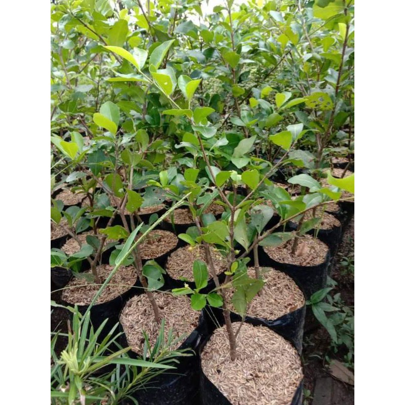 Bibit Cherryberbados Sianci