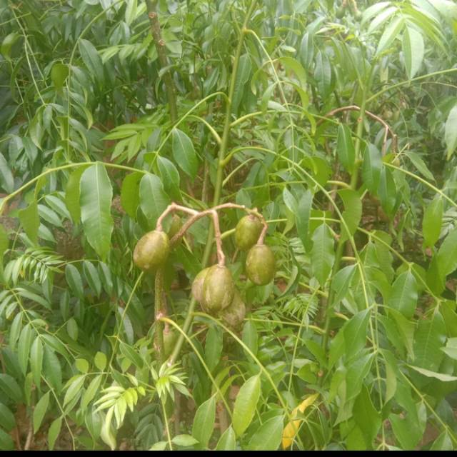 Bibit pohon buah kedongdong - buah kedongdong