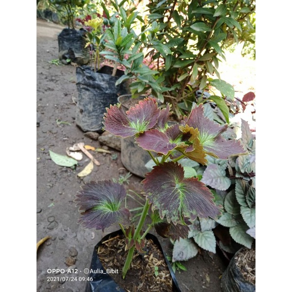 Tanaman miana import 3 jenis