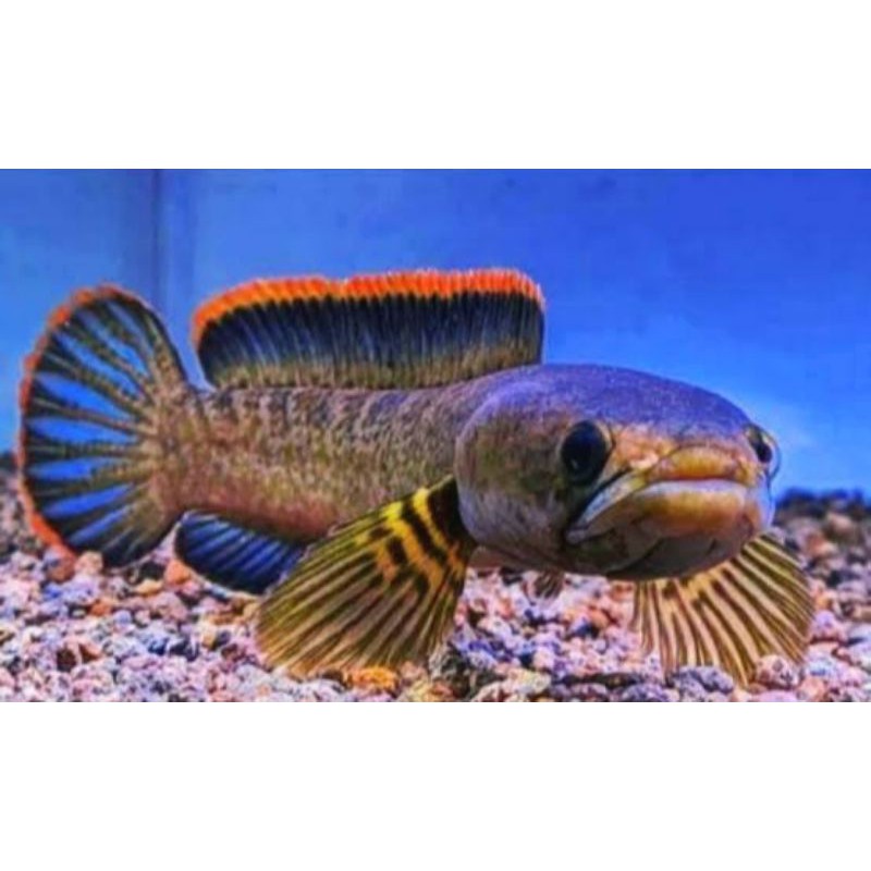 Ikan Hias Channa Limbata CB 4-6cm Jamin 100% | Shopee Indonesia