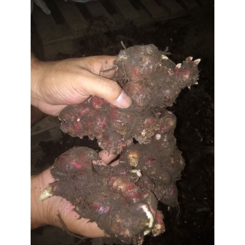 

Jahe Merah Medan 1 kg