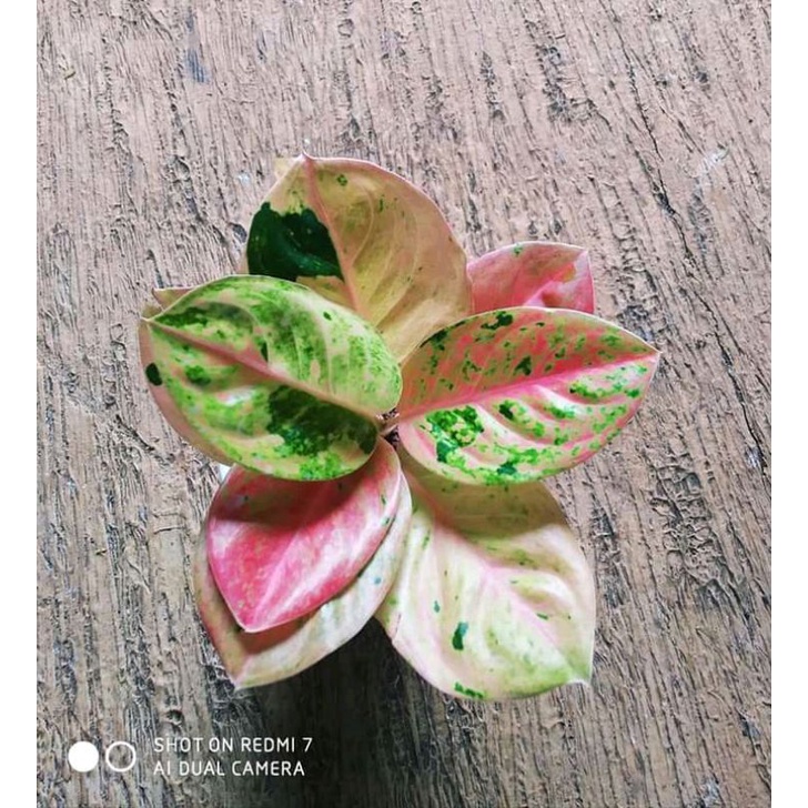 aglonema emerald cantik anakan baby