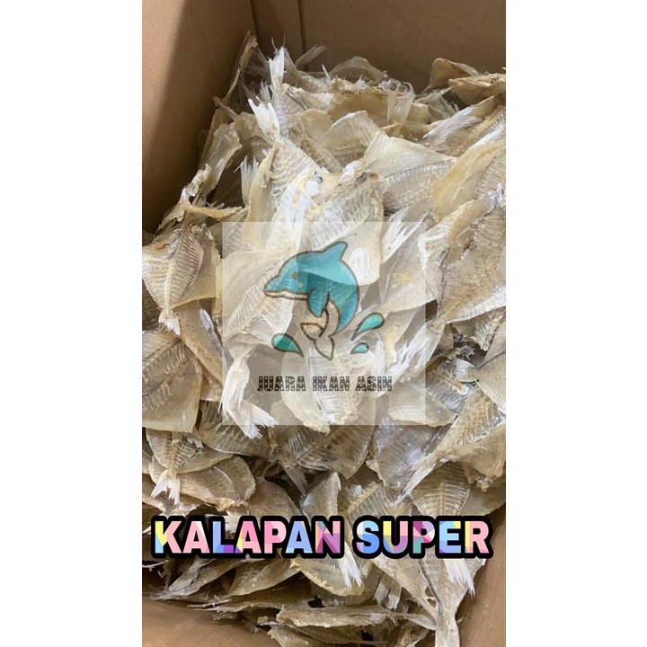 

IKAN ASIN KALAPAN SUPER (FRESH DAN SEGAR)