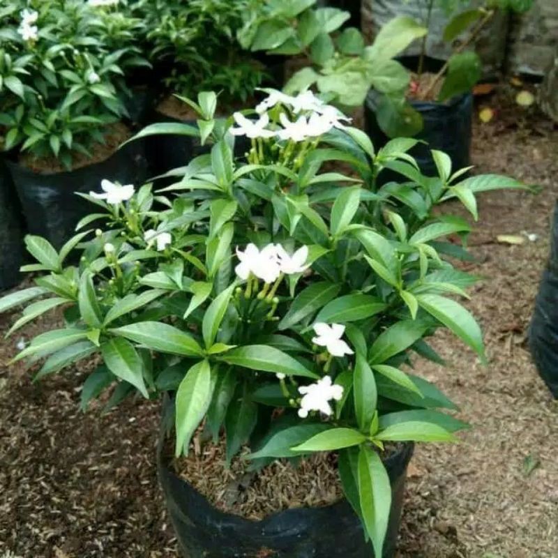 ROMBUSA/Tanaman hias rombusa/tanaman bunga/rombusa mini