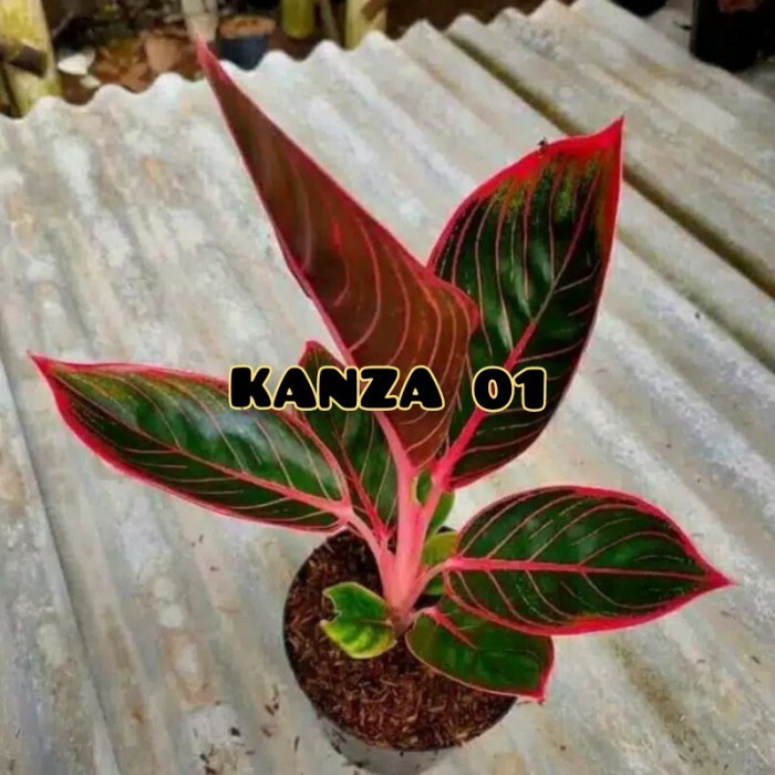 bibit bonggol aglonema kanza 01
