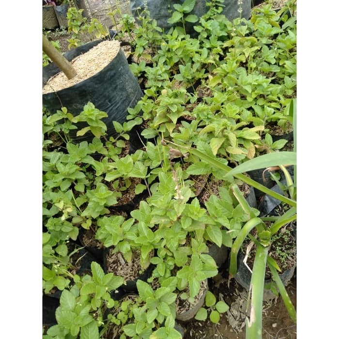 Bibit Tanaman Cincau Hitam Janggelan