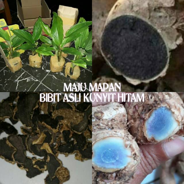 BIBIT KUNYIT HITAM ASLI/BIBIT ASLI KUNYIT  HITAM ORIGINIL/TEMU IRENG ASLI ORIGINIL