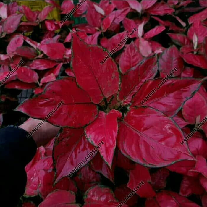 Tanaman Hias Aglonema Red Heart