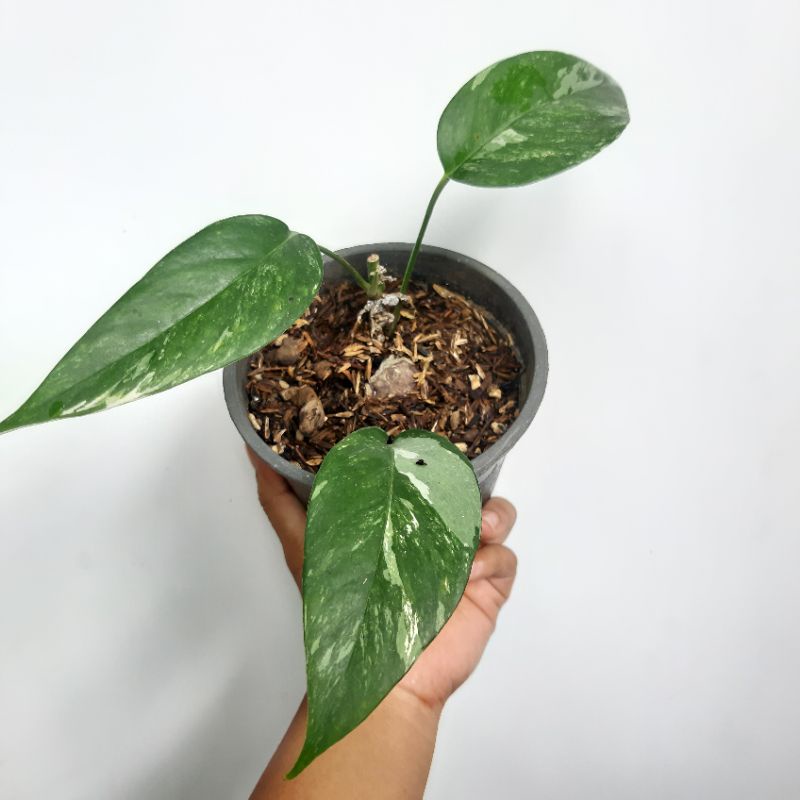 epipremnum variegata