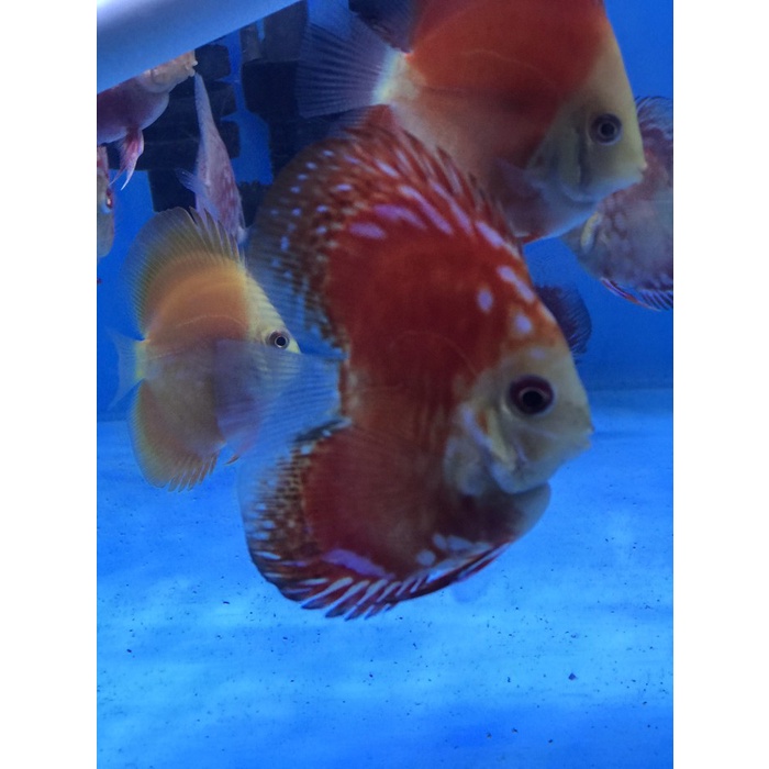 Poster Discus HB Bulldog 2,5"