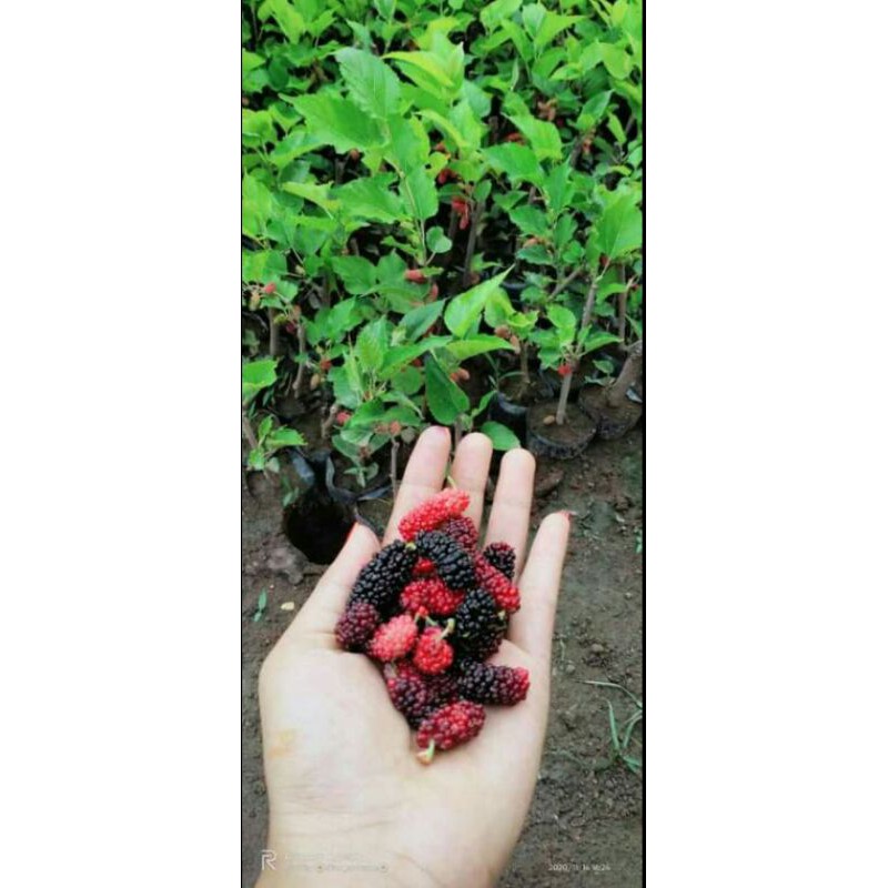 bibit tanaman murbei jumbo