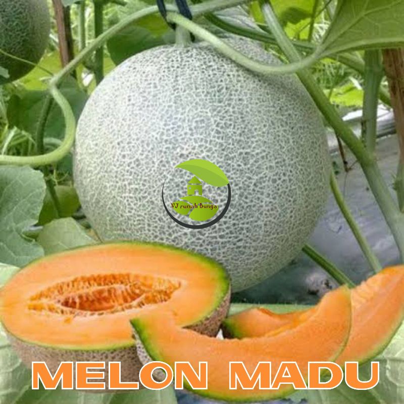 Benih Buah Melon Madu F1 Tahan Hama Bibit Buah Melon Orange Madu