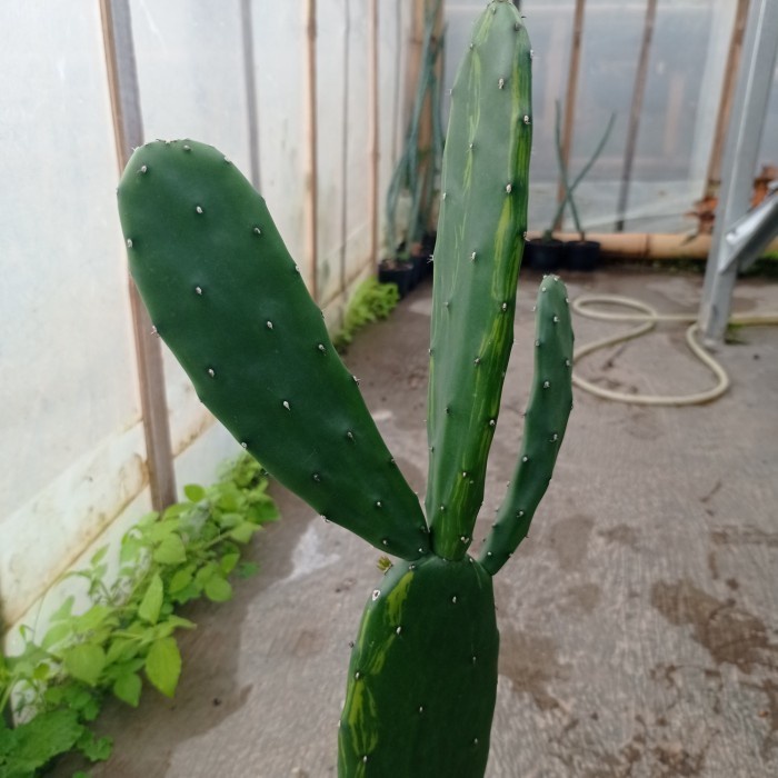 opuntia cochenillifera variegata KAKTUS SUKULEN|TANAMAN HIAS