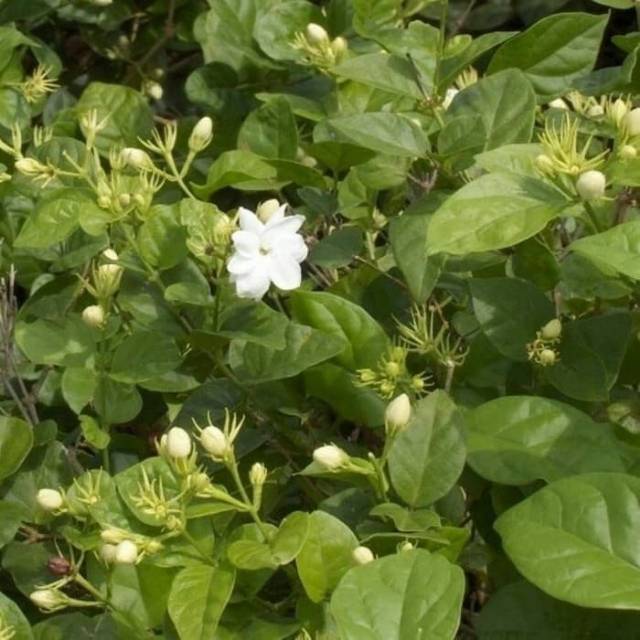 Tanaman hias melati - pohon melati - bunga melati