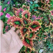 Tanaman hias miana batik sudah berakar / bibit tanaman hias miana batik