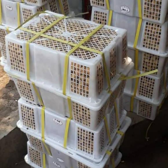

TERMURAH!!! Kelengkeng bangkok super manis
